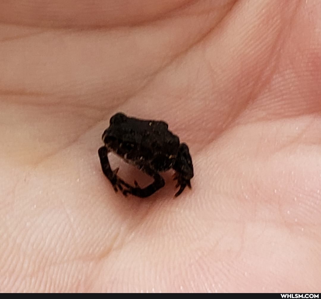 tiny_things, baby_animals