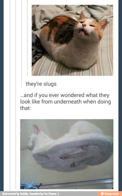 they're slugs
if you ever wondered what they
look like from underneath when doing
that: