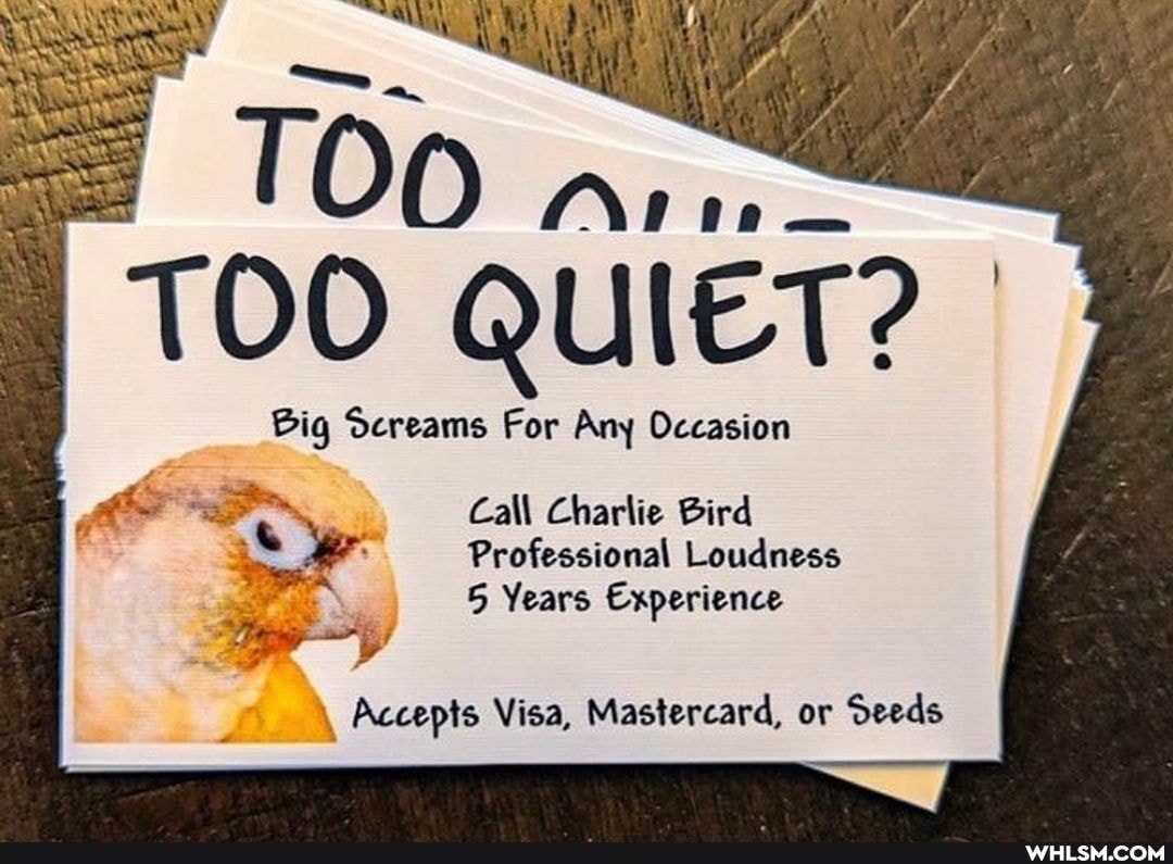 TOO nv,
TOO QUIET?
Big Screams For Any Occasion
Call Charlie Bird
Professional Loudness
5 Years Experience
\ Accepts Visa, Mastercard, or Seeds I