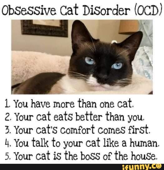 ocd cat catmemes funny relatable Obsessive Cat Disorder (OcD) 1
