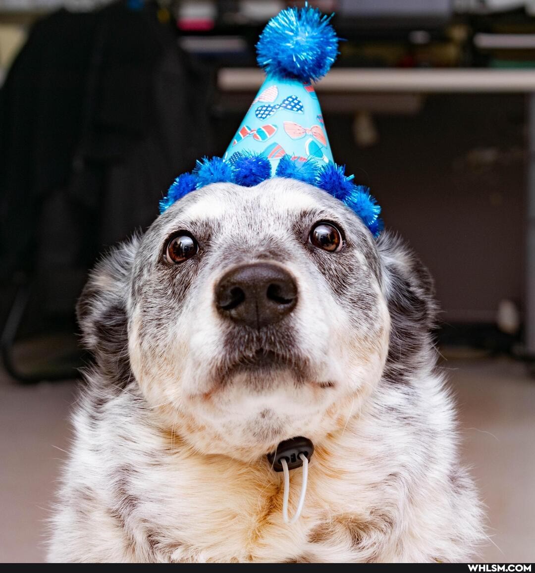 aww, dog