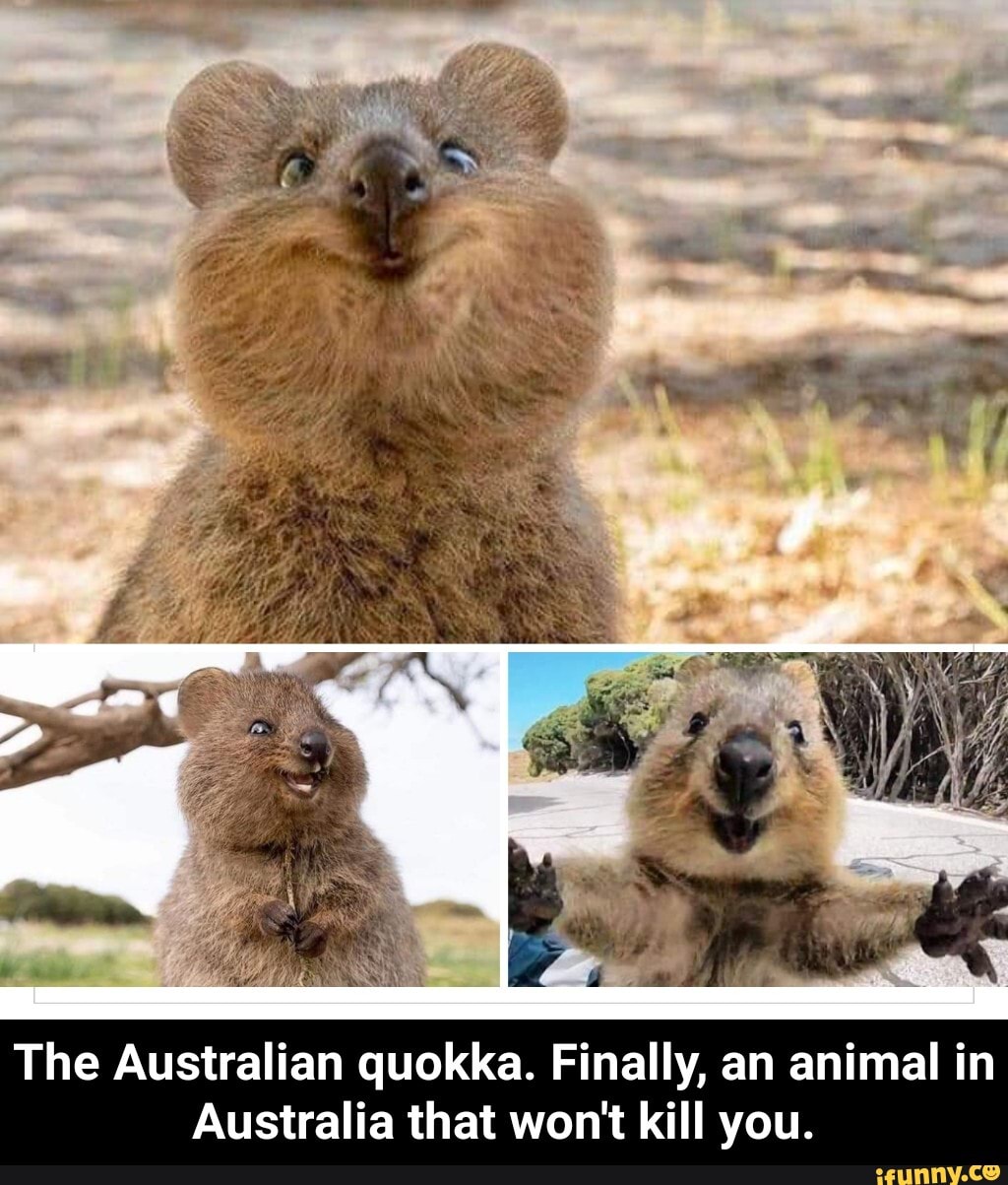 The Australian quokka. Finally, an animal in Australia that won't kill