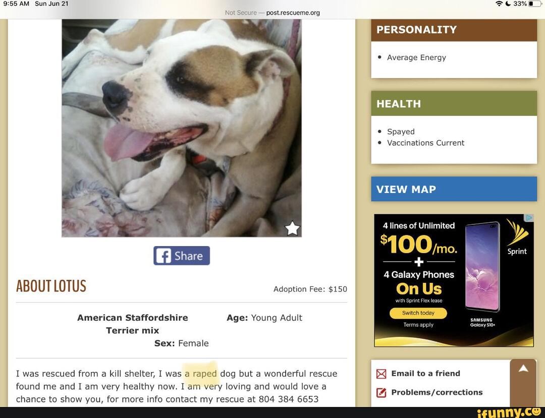 AM Sun Jun 21 & 33%
PERSON
Average Energy
Spayed
Vaccinations Current
4 Galaxy Phones
ABOUT LOTUS Adoption Fee: $150 On Us
American Staffordshire Age: Young Adult
Terrier mix
Sex: Female
I was rescued from a kill shelter, I was a raped dog but a wonderful rescue Email to a friend
found me and I am very healthy now. I am very loving and would love a