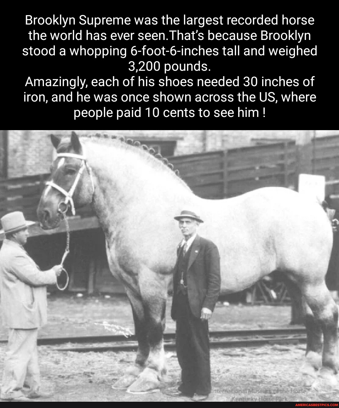 Brooklyn Supreme was the largest recorded horse the world has ever seen ...