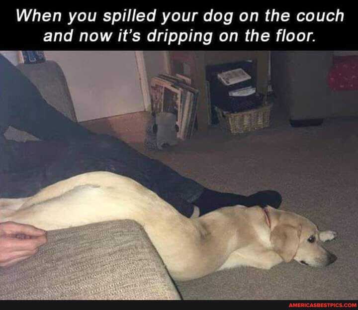 When you spilled your dog on the couch and now it's dripping on the floor.
if