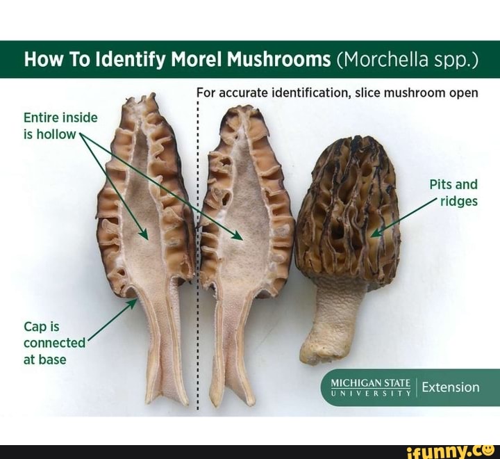 How To Identify Morel Mushrooms ( ella sop.) For accurate