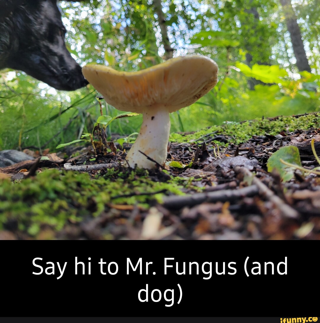 Fungus memes. Best Collection of funny Fungus pictures on iFunny
