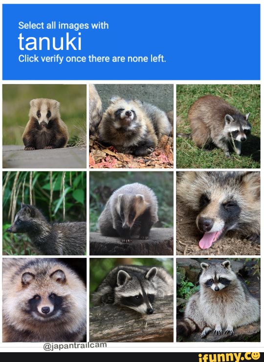 There are 4 tanuki (raccoon dogs), 3 raccoons, and 2 badgers Select