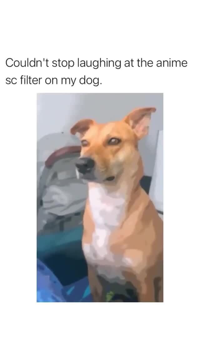 Couldn't stop laughing at the anime sc filter on my dog.