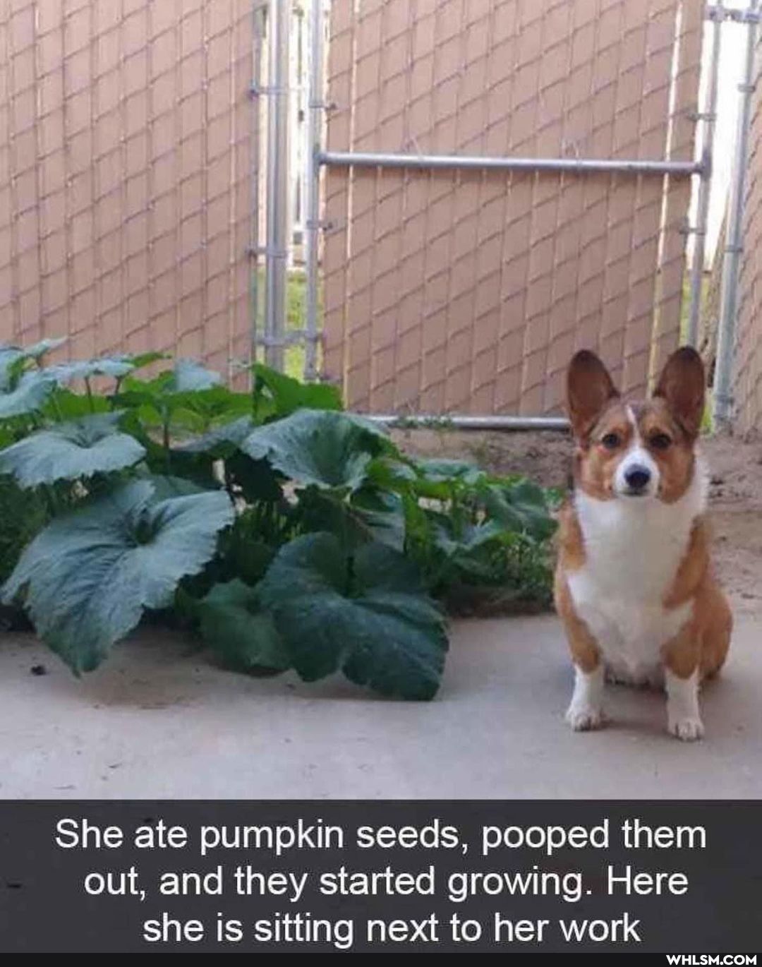 She ate pumpkin seeds, pooped them out, and they started growing. Here ehe her work