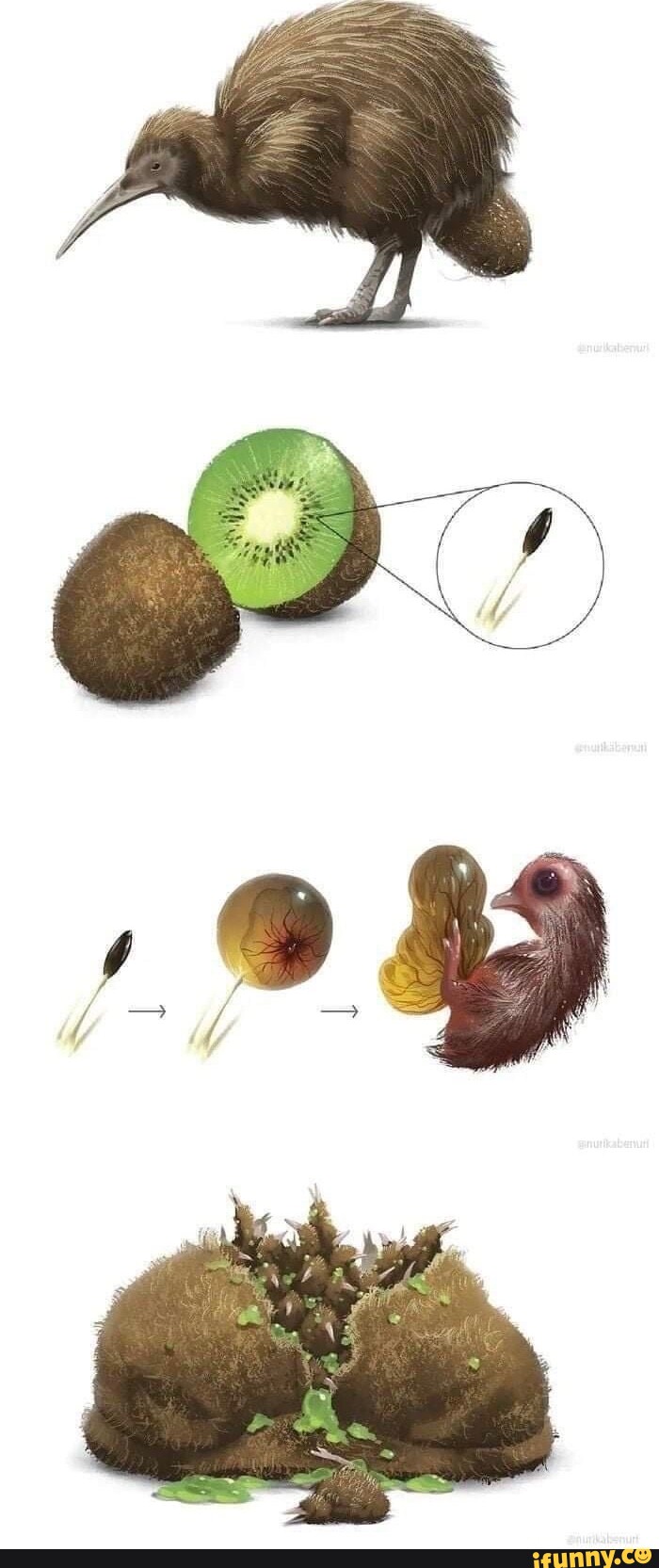 Kiwi memes. Best Collection of funny Kiwi pictures on iFunny Brazil