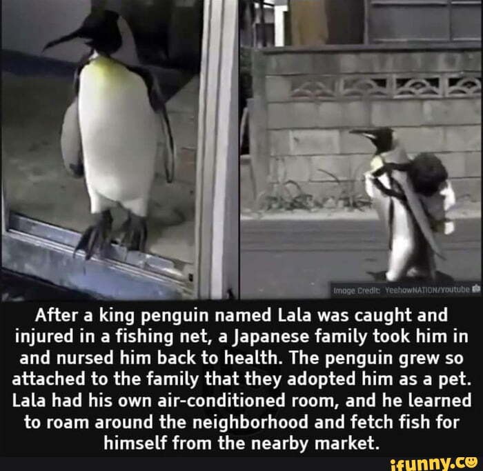 imoge-credit-yeehowna-after-a-king-penguin-named-lala-was-caught-and