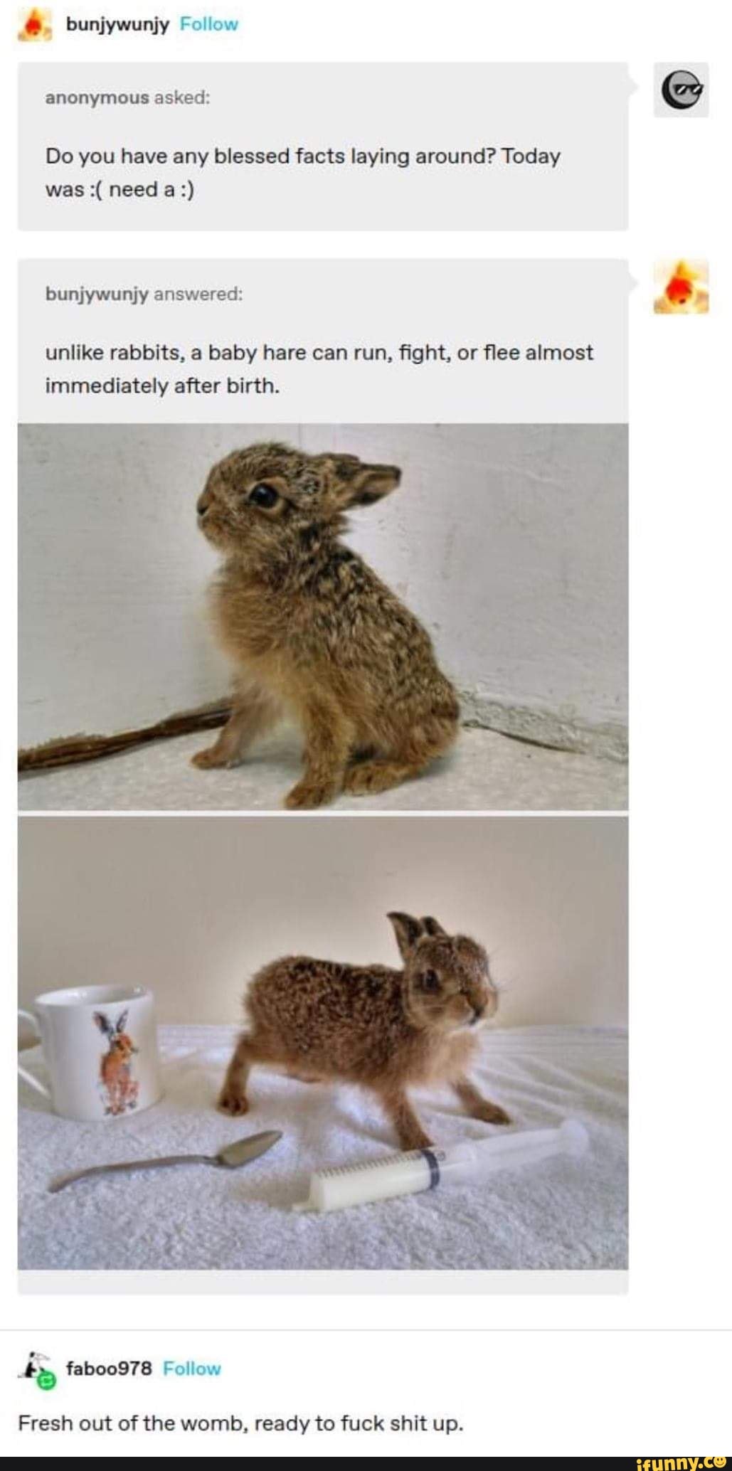 bunjywunjy Follow
anonymous asked: @
Do you have any blessed facts laying around? Today was need a:)
bunjywunjy answered:
unlike rabbits, a baby hare can run, fight, or flee almost immediately after birth.
by faboo978 Follow
Fresh out of the womb, ready to fuck shit up.