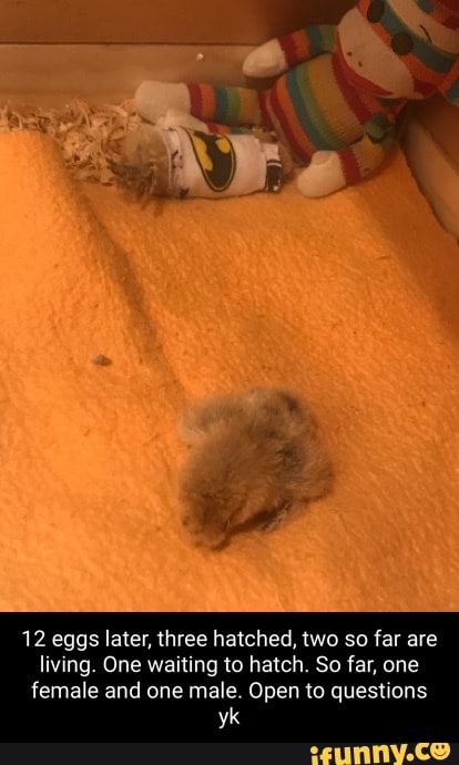 12 eggs later, three hatched, two so far are living. One waiting to hatch. So far, one female and one male. Open to questions
yk