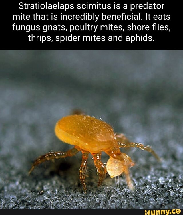 Stratiolaelaps scimitus is a predator mite that is incredibly