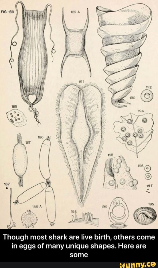 Though most shark are live birth, others come in eggs of many unique