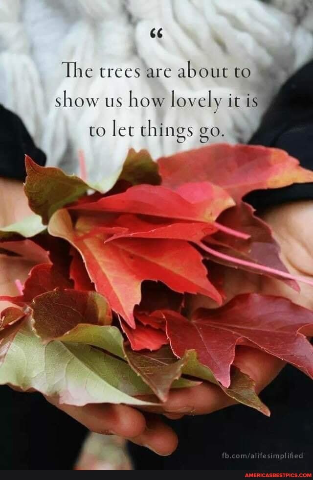 66
The trees are about to show us how lovely it is
to let things go.