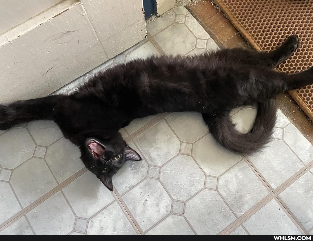 cat, fluffy, big_yawn