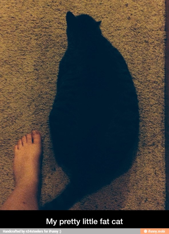 My pretty little fat cat - My pretty little fat cat