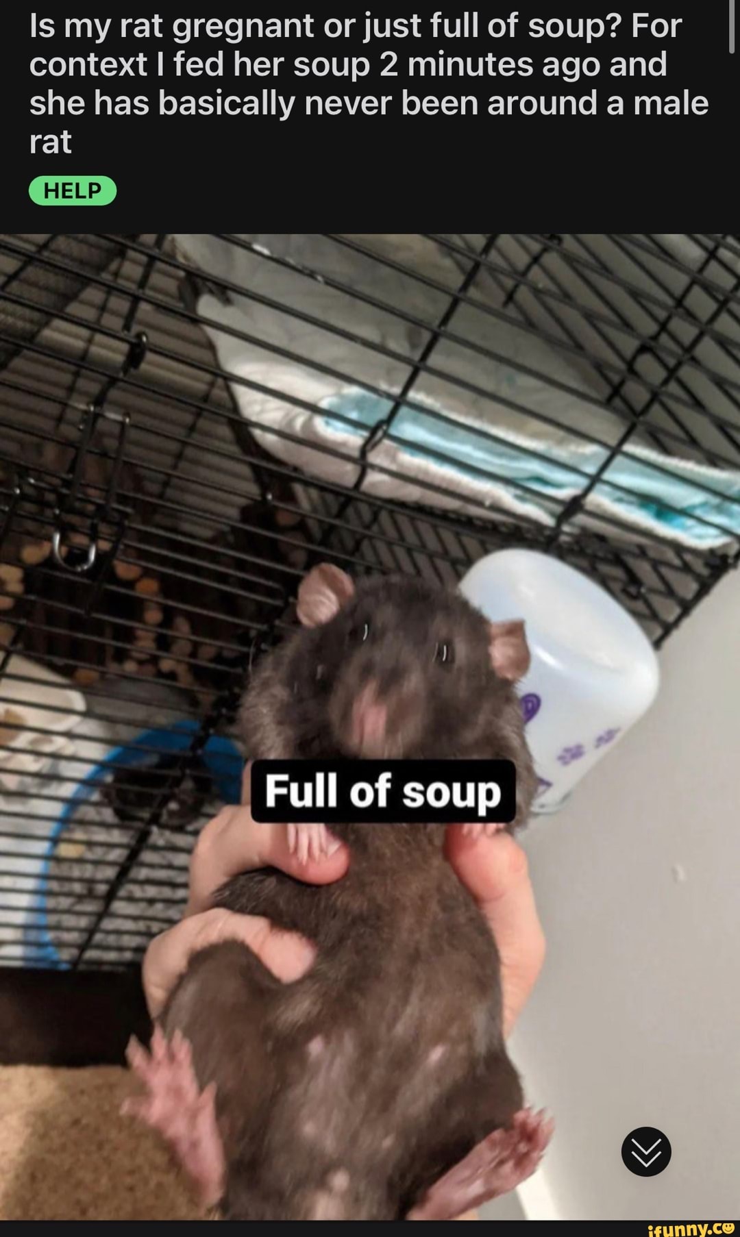 Is my rat gregnant or just full of soup? For context I fed her soup 2