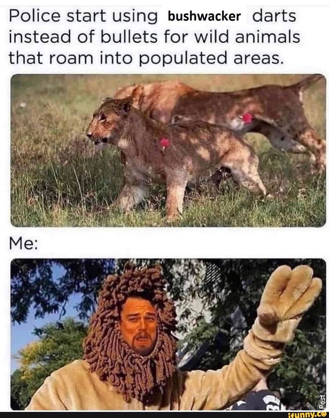 Bushwacker memes. Best Collection of funny Bushwacker pictures on iFunny