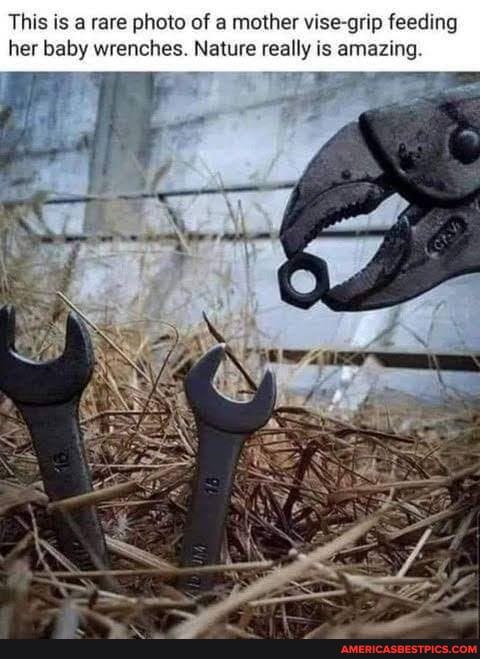 This is a rare photo of a mother vise grip feeding her baby wrenches. Nature really is amazing.