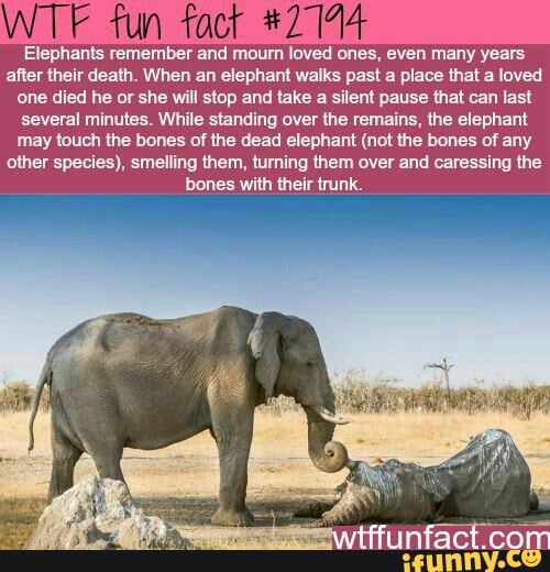 Elephants Memory