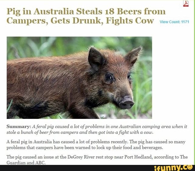 ªu Pig In Australia Steals 18 Beers From Campers Gets Drunk Fights Cow Mm M Summary