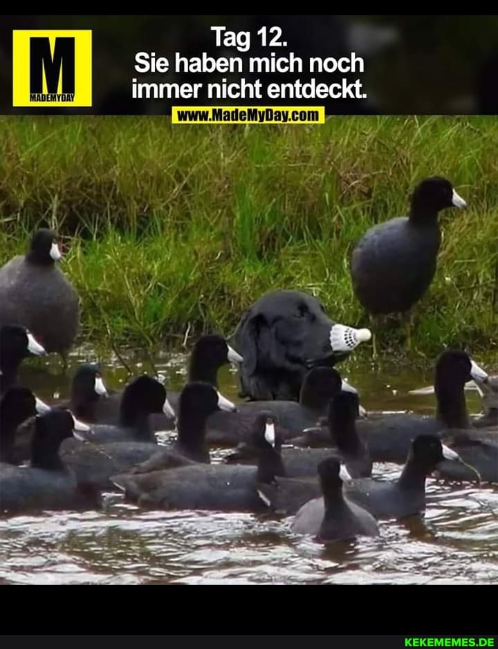 Tag 12.
Sie haben mich noch immer nicht entdeckt.
www.