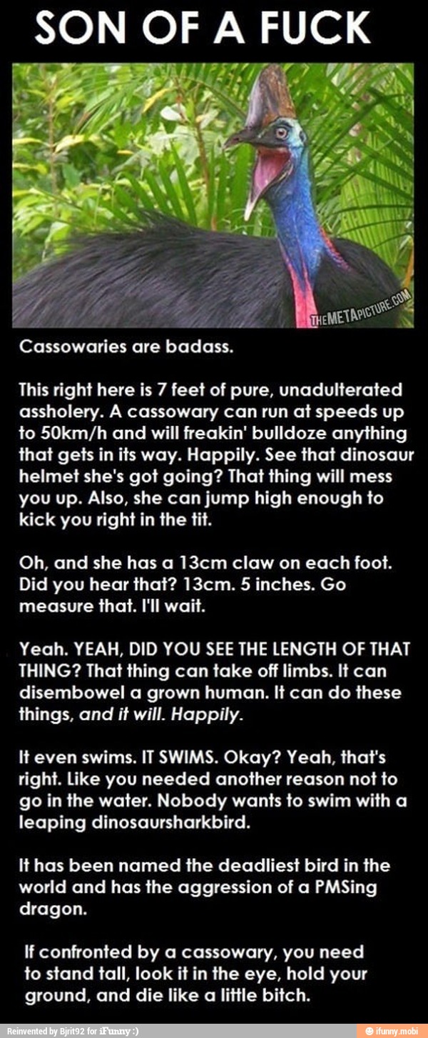 SON OF A FUCK
VS Vite OD
ADA
Cassowaries are badass.
This right here is 7 feet of pure, unadulterated
assholery. A cassowary can run at speeds up
to 50km/h and will freakin' bulldoze anything
that gets in its way. Happily. See that dinosaur
helmet she's got going? That thing will mess
you up. Also, she can jump high enough to
kick you right in the tit.
Oh, and she has a 13cm claw on each foot.
Did you hear that? 13cm. 5 inches. Go
measure that. I'll wait.
Yeah. YEAH, DID YOU SEE THE LENGTH OF THAT
THING? That thing can take off limbs. It can
disembowel a grown human. It can do these
things, and it will. Happily.
It even swims. IT SWIMS. Okay? Yeah, that's
right. Like you needed another reason not to
a