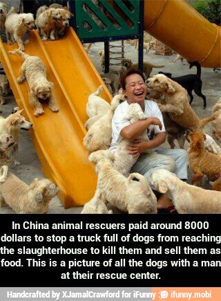 In China animal rescuers paid around 8000
dollars to stop a truck full of dogs from reaching
he slaughterhouse to kill them and sell them as
food. This is a picture of all the dogs with a mar
at their rescue center. - In China animal rescuers paid around 8000 dollars to stop a truck full of dogs from reaching the slaughterhouse to kill them and sell them as food. This is a picture of all the dogs with a man at their rescue center.