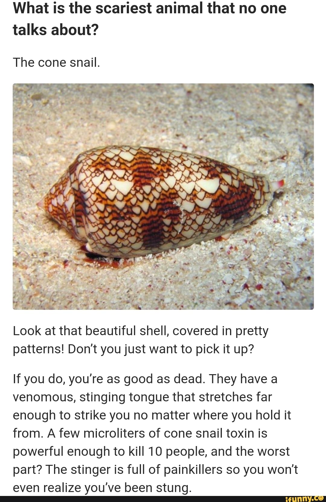 What is the scariest animal that no one
talks about?
The cone snail.
Look at that beautiful shell, covered in pretty
patterns! Dont you just want to pick it up?
If you do, you're as good as dead. They have a
venomous, stinging tongue that stretches far
enough to strike you no matter where you hold it
from. A few microliters of cone snail toxin is
powerful enough to kill 10 people, and the worst
part? The stinger is full of painkillers so you won't
even realize you've been stung.