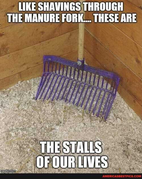 LIKE SHAVINGS THROUGH THE MANURE FORK... THESE ARE
THE STALLS OF DUR LIVES