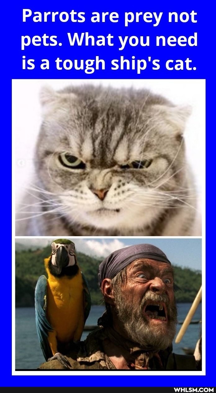 Parrots are prey not pets. What you need is a tough ship's cat.