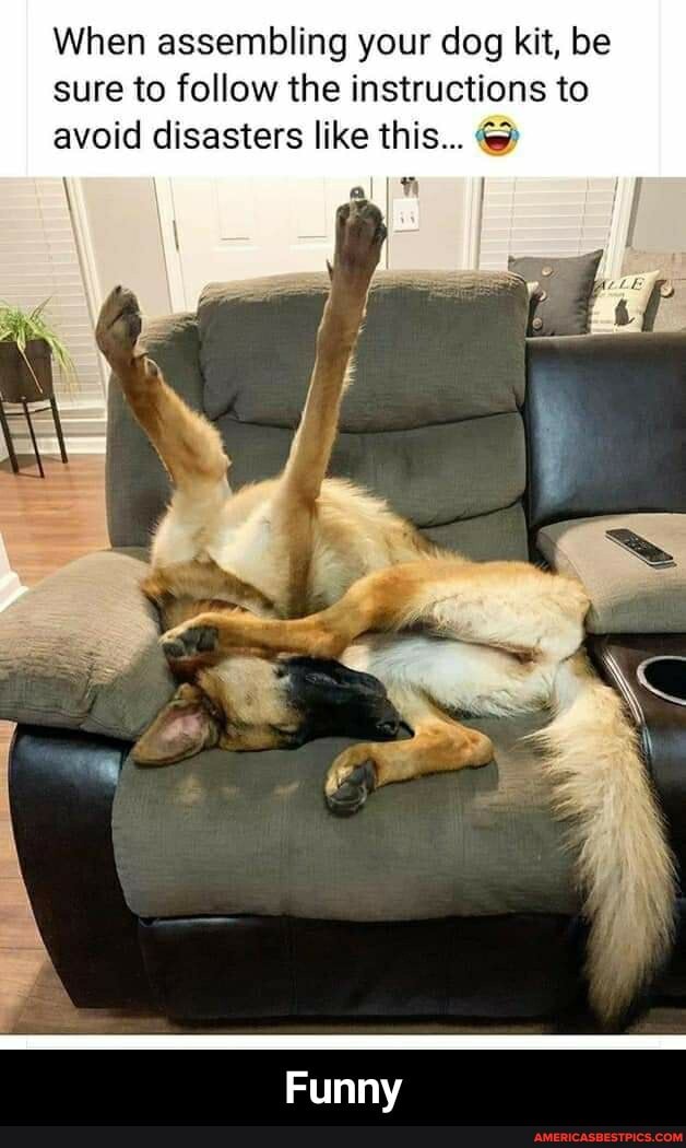 When assembling your dog kit, be sure to follow the instructions to avoid disasters like this...
Funny - Funny