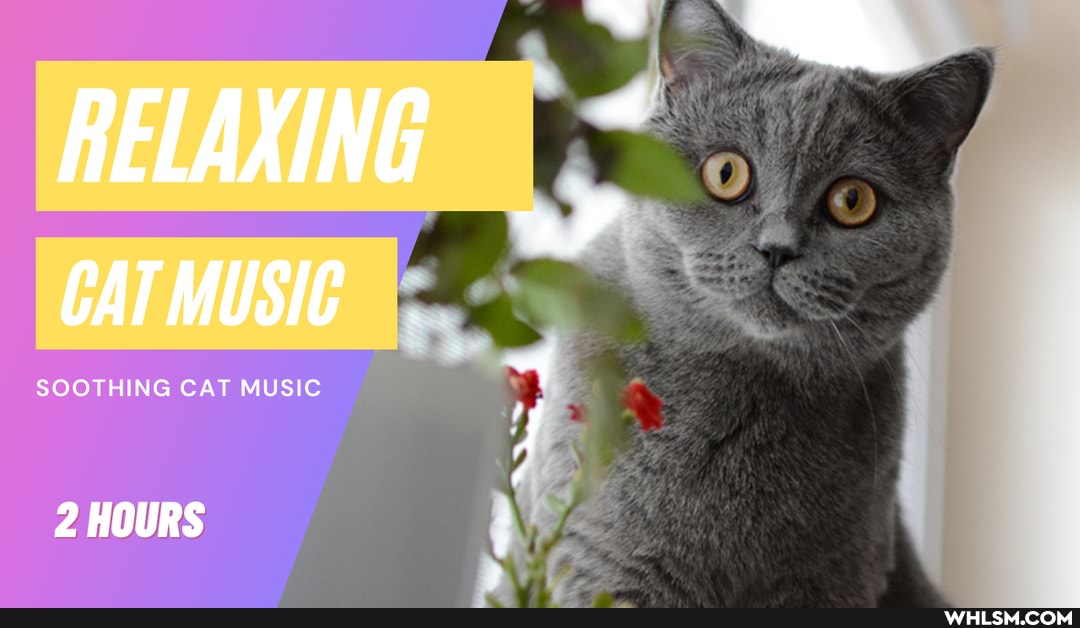 RELAXING CAT MUSIC
SOOTHING CAT MUSIC
2 HOURS