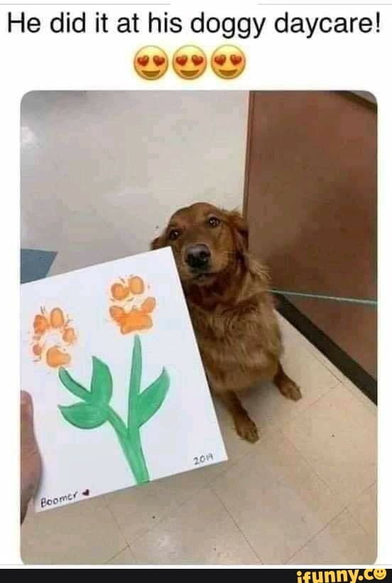 He did it at his doggy daycare!