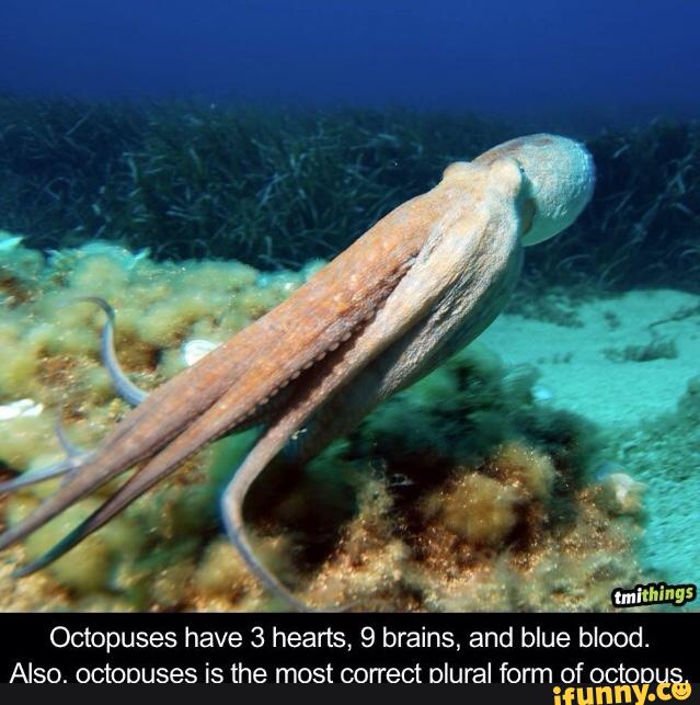 the-correct-plural-form-of-octopus-mutabikh