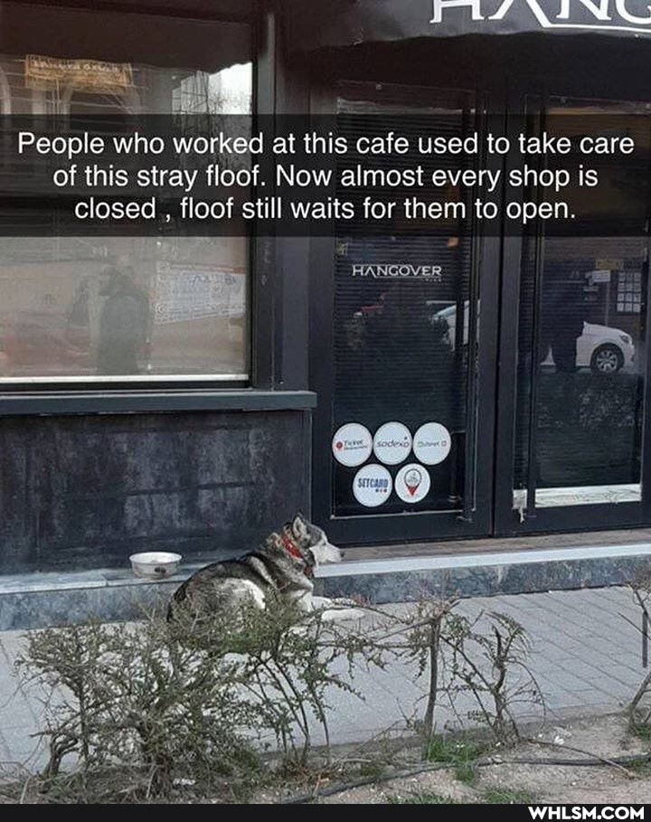 Us
People who worked at this cafe used to take care of this stray floof. Now almost every shop is closed , floof still waits for them to open.