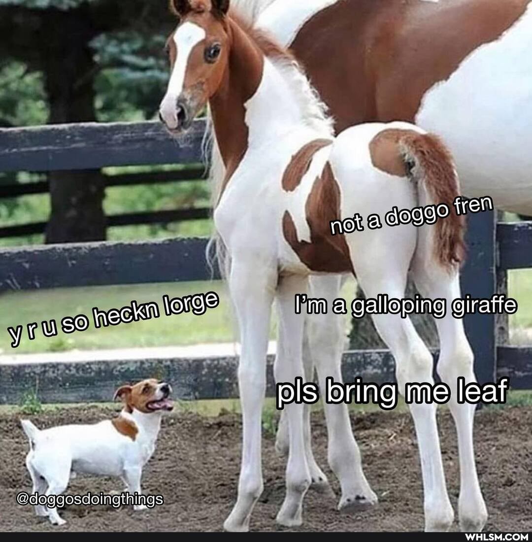 uso he pls bring me leaf ey, (
\ I
ecloggoscdoingthiigs