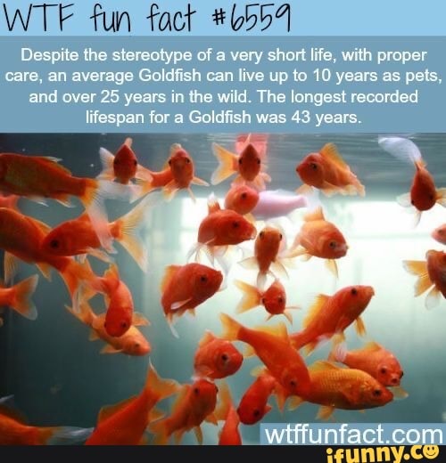 ry short life, with proper
WTF fun fact
care, an average Goldfish can live up to 10 years as pets, and over 25 years in the wild. The longest recorded lifespan for a Goldfish was 43 years.
wtffunfac