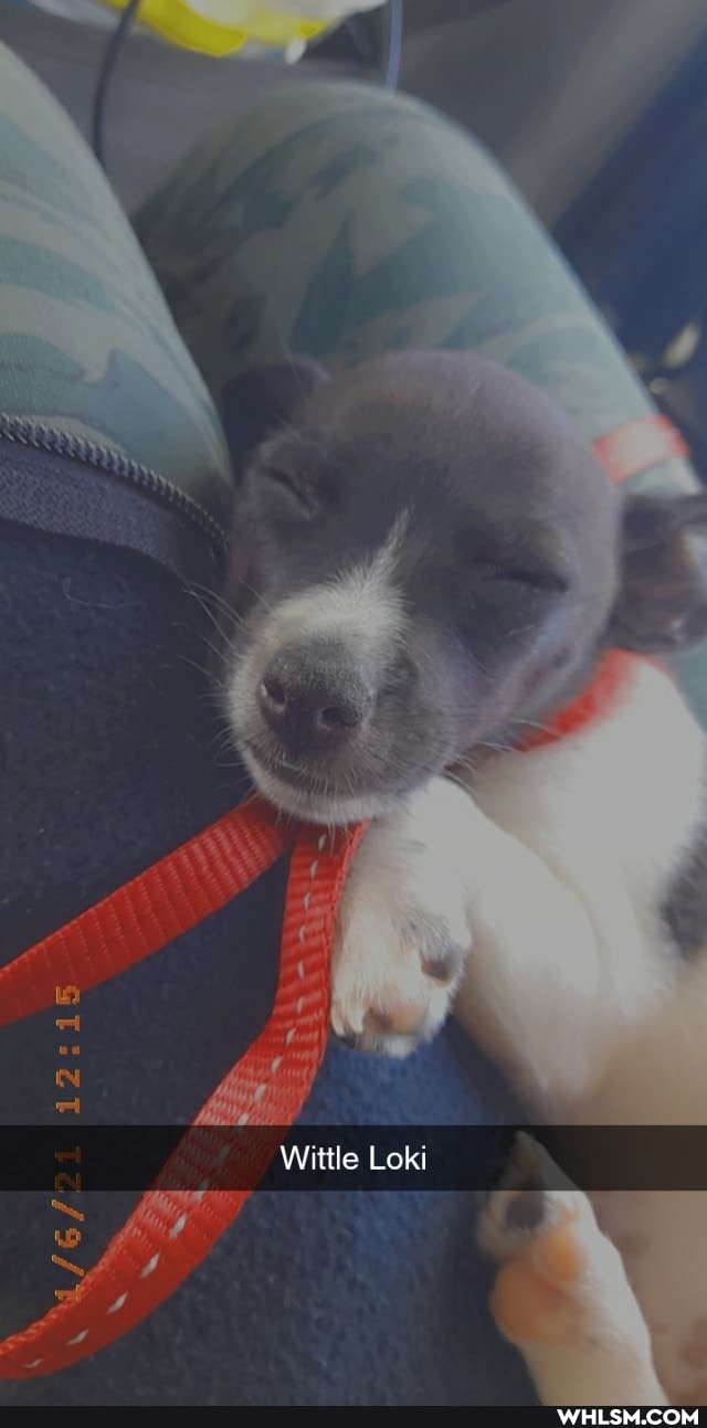 Wittle Loki