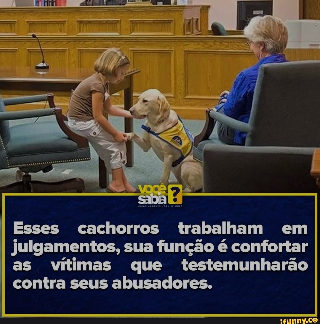 I Esses cachorros trabalham em julgamentos, sua função é confortar as vítimas que 'testemunharão contra seus abusadores.