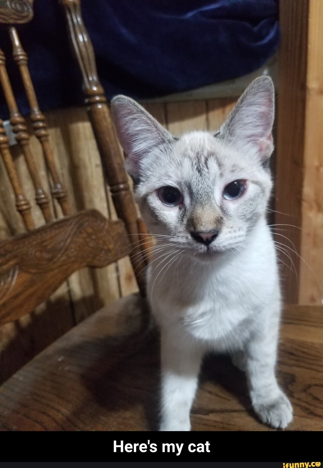 Here's my cat - Here's my cat