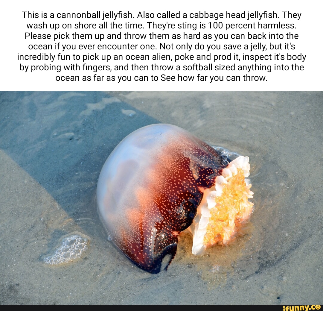 This is a cannonball jellyfish. Also called a cabbage head jellyfish