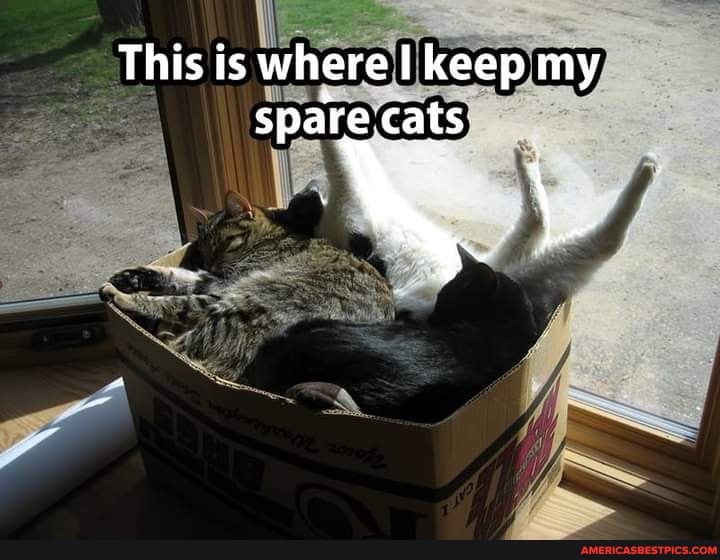 This is where I keep my spare cats
