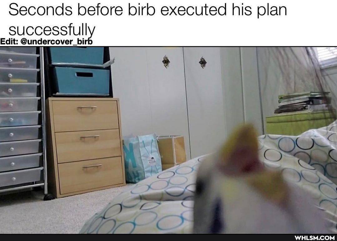 Seconds before birb executed his plan successfully dit: bi