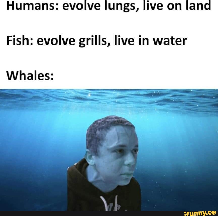 Humans evolve lungs, live on land Fish evolve grills, live in water