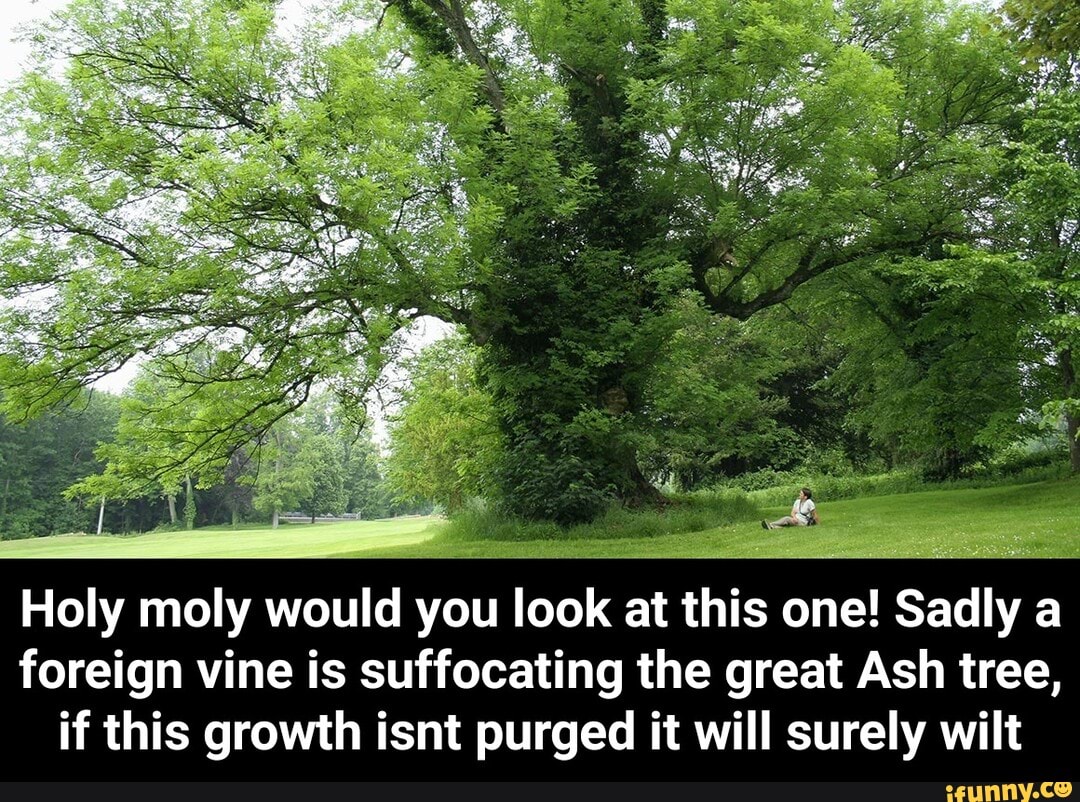 Holy moly would you look at this one! Sadly a foreign vine is