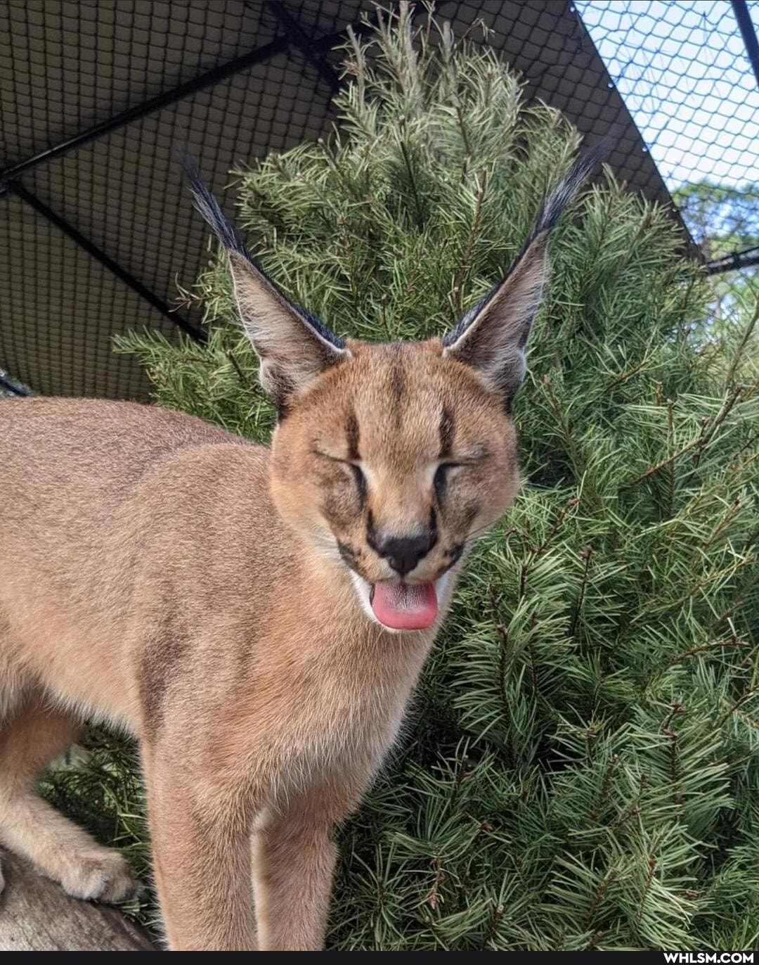 funny, cat, mildly_interesting, lol